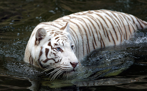 The White Tiger and the Cave of Innocence