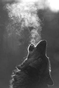 wolfhowl