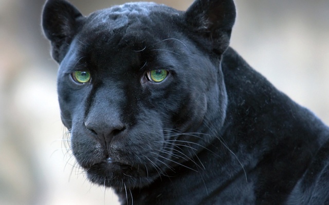 The Black Jaguar and the Shaman Stone – Awaken the Sacred Dream